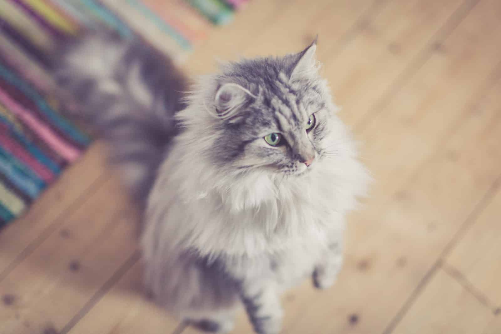 Katt med förinställningen "Warm Retro".