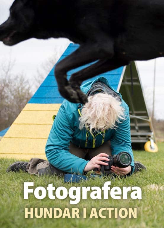 Fotografera hundar i action
