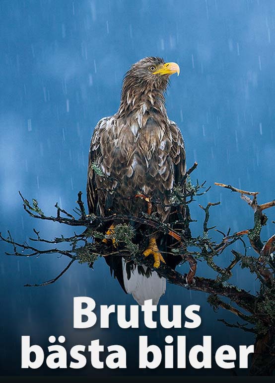 Brutus bästa bilder – Videoserie