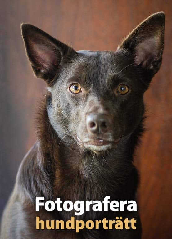 Fotografera hundporträtt