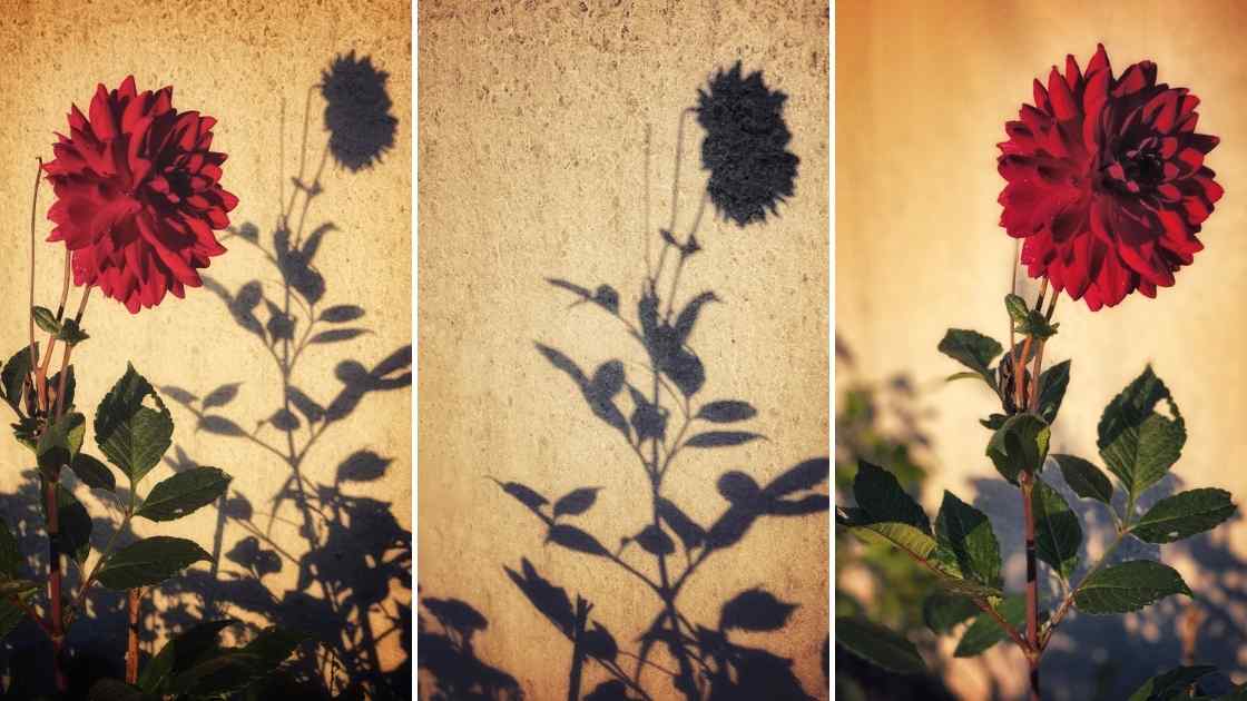 Vårbilder fotograferade med och utan skugga