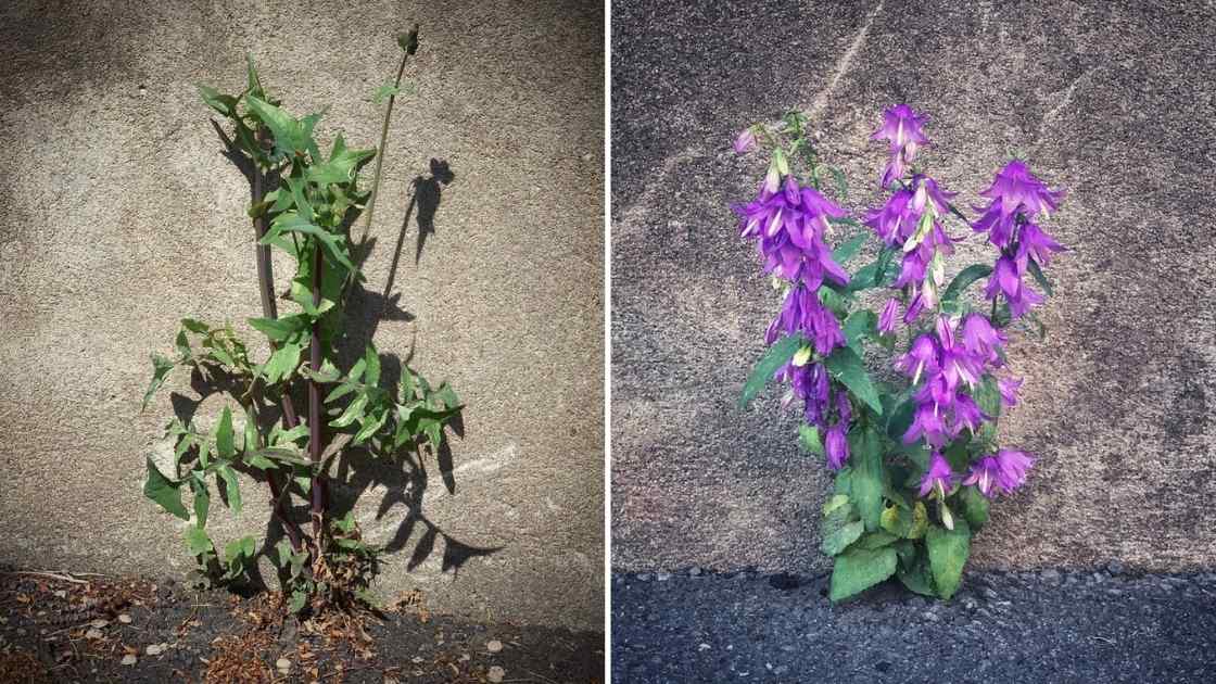 Vårbilder fotograferade med och utan skugga