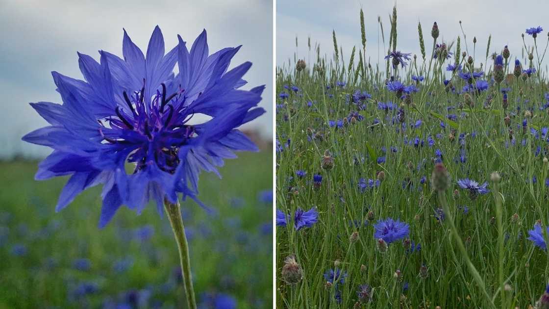 Blåklint i närbild och blåklintblommor på äng.