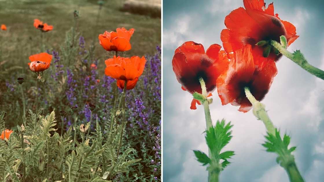 Bilder på röd vallmo fotograferade ur två vinklar