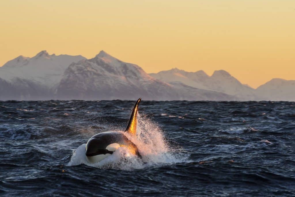 Späckhuggare simmar i havet