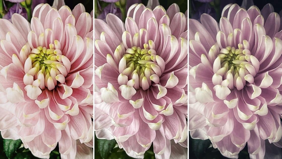 Blomma med tre olika varianter av bildbehandling