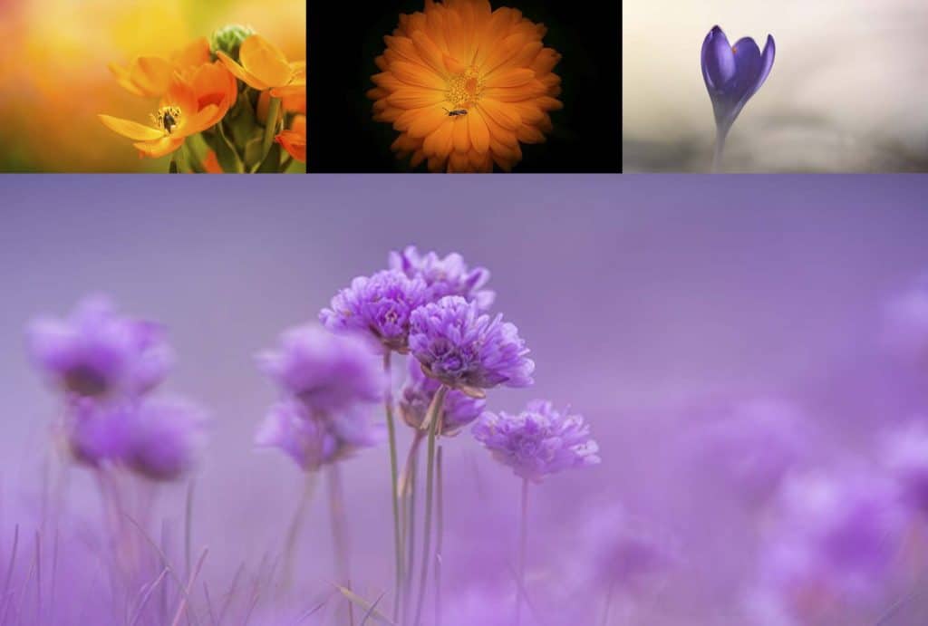 blommor i din trädgård