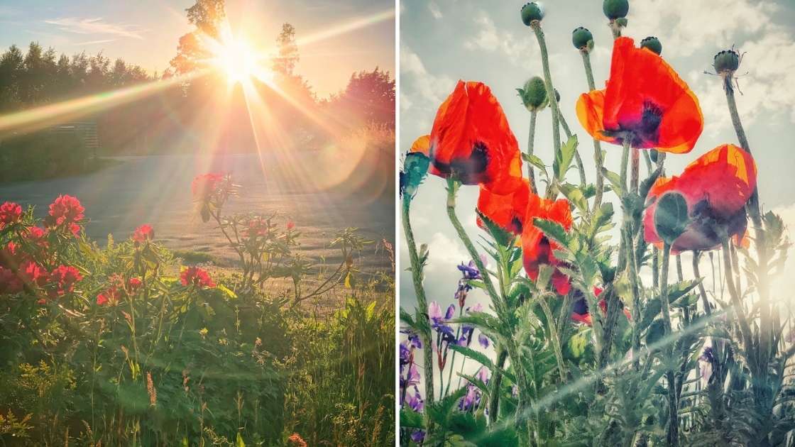Foton som visar blommor och solstrålar.