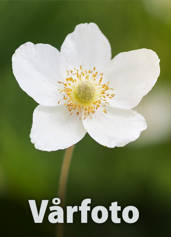 Vårfoto