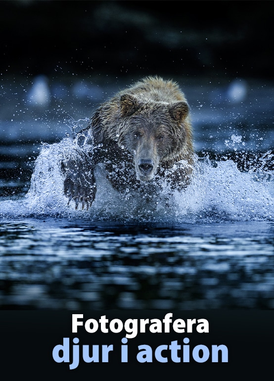 Fotografera djur i action