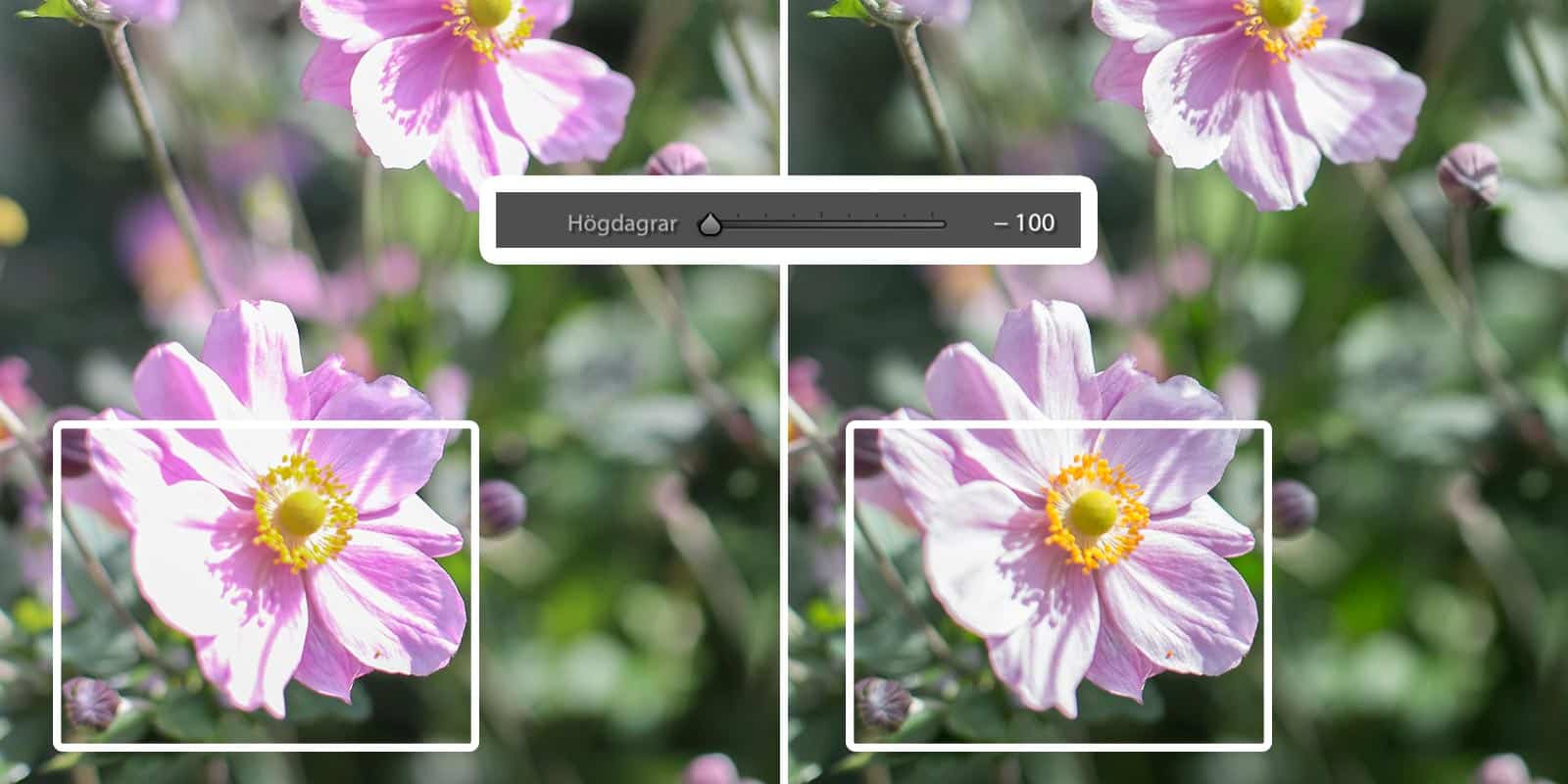JPEG vs Raw.